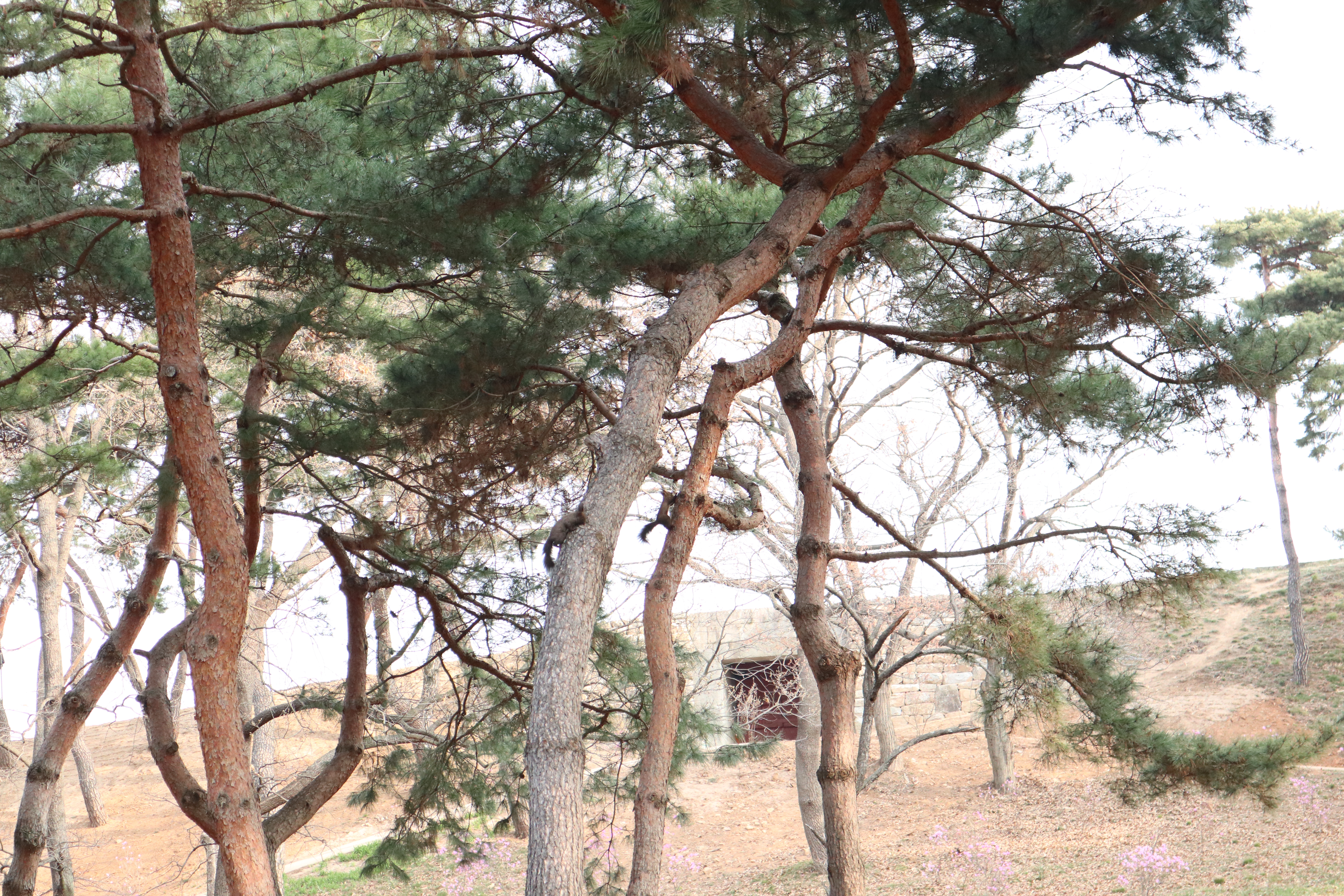 원본이미지(클릭)