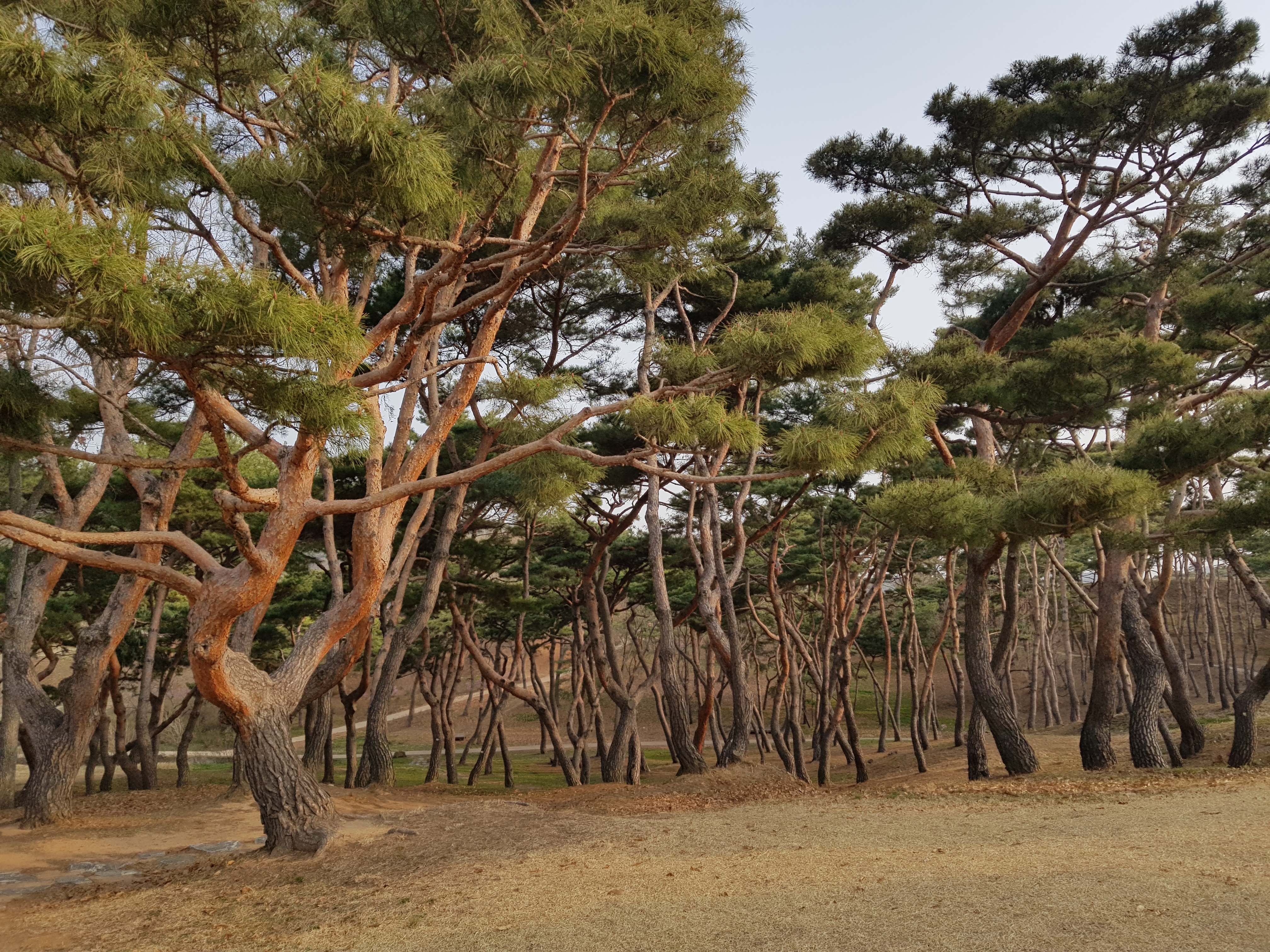원본이미지(클릭)